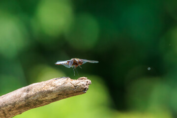 Dragonfly, broad bodied chaser on a tree branch