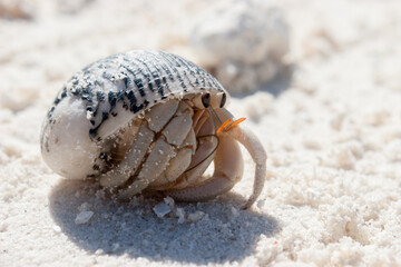 Pagurus a genus of Hermit Crabs from the family of Paguridae