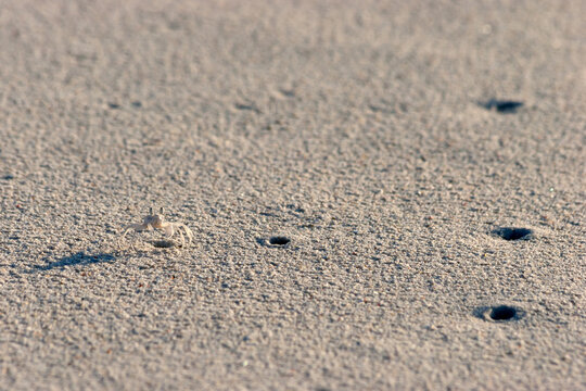 Juvenile Ghost Crab on White Sand Coral beach near Its Shelter Hole