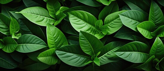 Natural green leaf plant used as spring background, green environment concept