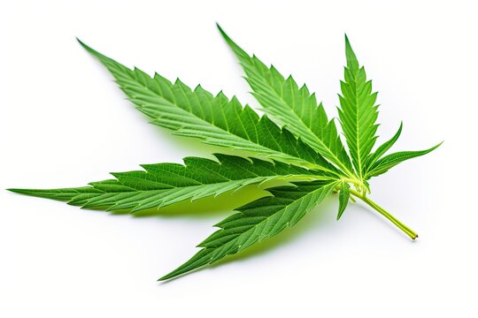 Cannabis leaf isolated on white background with clipping path. Hemp plant.