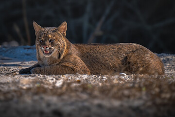 Bobcat
