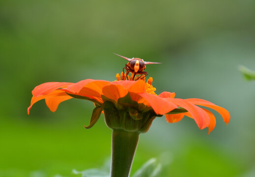 Tithonia et l'insecte