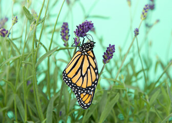 Monarch butterflies hanging from purple lavender flowers, wings closed. Close up side profile view.