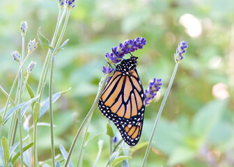 Monarch butterfly hanging from purple lavender flowers, wings closed. Close up side profile view.