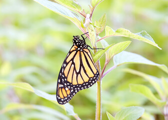 Monarch butterfly hanging from green pineapple sage leaves, wings closed. Close up side profile view.