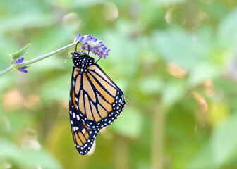Monarch butterfly hanging from purple lavender flowers, wings closed. Close up side profile view.