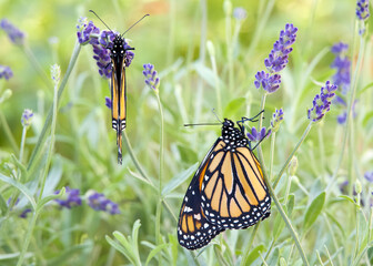Two Monarch butterflies hanging from purple lavender flowers, wings closed, one profile view one facing away from viewer.