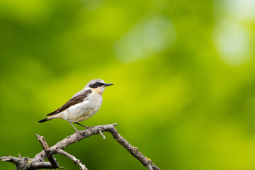 Beautiful brown white song bird on the branch. Northern wheatear, Oenanthe oenanthe.