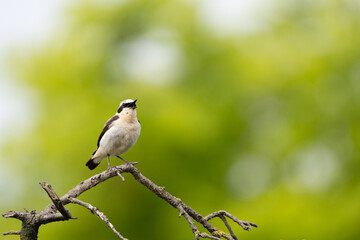 Beautiful  song bird on the branch. Northern wheatear, Oenanthe oenanthe.