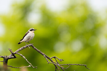Beautiful brown white song bird on the branch. Northern wheatear, Oenanthe oenanthe.
