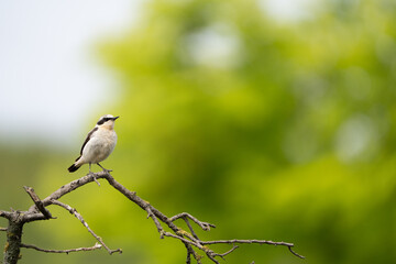 Beautiful  song bird on the branch. Northern wheatear, Oenanthe oenanthe.