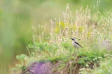 Beautiful  song bird on the ground. Northern wheatear, Oenanthe oenanthe.