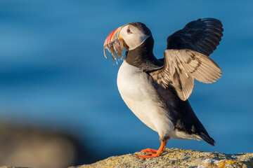 Atlantic puffin (Fratercula arctica) carrying mouthful of spearing baitfish to feed its chicks; Iceland