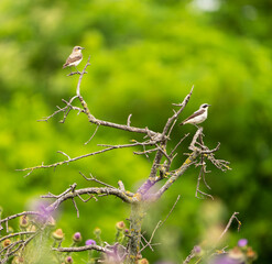 Beautiful songbirds couple on the branch.  Northern wheatear, Oenanthe oenanthe.