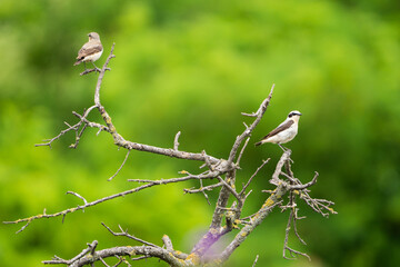 Beautiful songbirds couple on the branch.  Northern wheatear, Oenanthe oenanthe.