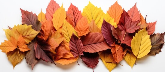 top view of pile of colorful autumn leaves isolated on white background