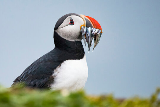 Atlantic puffin (Fratercula arctica) carrying mouthful of spearing baitfish to feed its chicks; Iceland