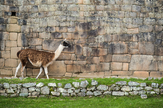Llama (Lama glama) walks along a wall at Machu Picchu; Aguas Calientes, Peru