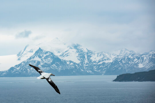 Wandering albatross (Diomedea exulans) in flight over the ocean; Prion Island, South Georgia and the South Sandwich Islands