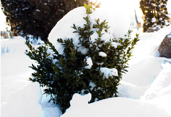 boxwood on a sunny winter day among the snow