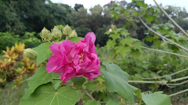 canfederate rose | dixie rosemallow | cotton rose 
