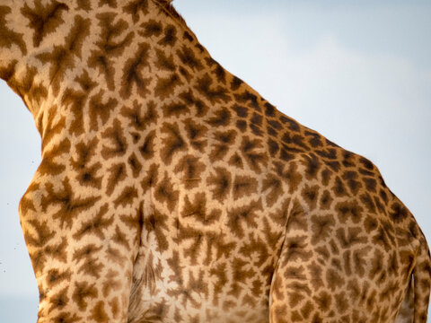 Detail view of a giraffe's coat (Giraffa camelopardalis tippelskirchii) in Serengeti National Park; Kogatende, Tanzania