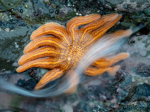 Close view of a starfish at low tide; Greymouth, South Island, New Zealand