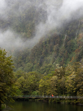 Hiker crosses the Clinton River bridge in the morning fog along the Milford Track; Milford Sound, South Island, New Zealand