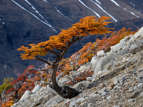 Views along the hiking trail to Mirador de Las Torres with peak fall color of a leaning southern beech tree on a rocky slope in Torres del Paine National Park; Patagonia, Chile