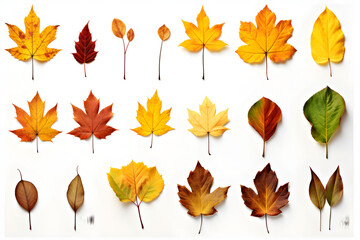 Obraz premium Set of photos of leaves, autumn, various types of leaves, white background, many colors, dry leaves.