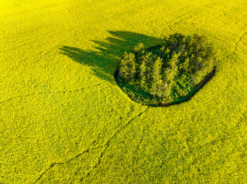 Aerial view, looking straight down at a grouping of green trees in a ripe golden canola field, west of Calgary, Alberta; Alberta, Canada