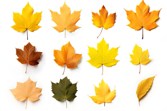 Set of photos of leaves, autumn, various types of leaves, white background, many colors, dry leaves.