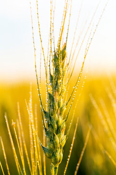Close-up of a wheat head (Triticum) growing in a field with water droplets and glowing in the warm light at sunrise; East of Calgary, Alberta, Canada