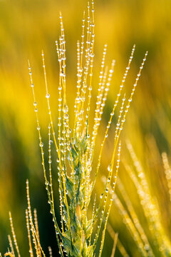 Close-up of a wheat head (Triticum) growing in a field with water droplets and glowing in the warm light at sunrise; East of Calgary, Alberta, Canada