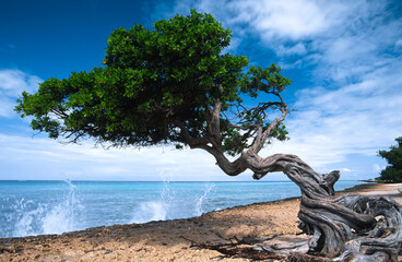 Waves splash onto a beach with a gnarly tree; Aruba