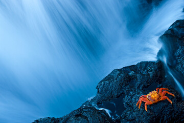 Water from a waterfall rushing past a rocky cliff where a crab is resting; San Salvador Island, Galapagos, Ecuador
