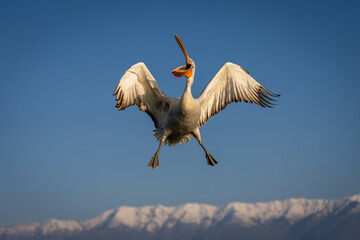 Pelican flies with bill open near mountains