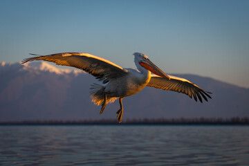 Pelican gliding over water in Golden Hour