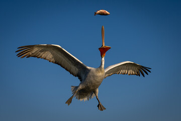 Pelican grabs fish spreading wings in mid-air - obrazy, fototapety, plakaty