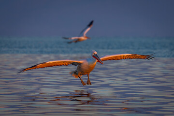 Pelican makes water landing on glassy lagoon