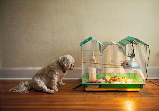 Shih tzu watches a brood of baby chickens; Lincoln, Nebraska, United States of America