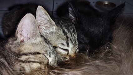 three kitten nurse by their mother cat