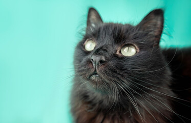 portrait of a black cat with yellow eyes on a green background, nose in focus, long whiskers