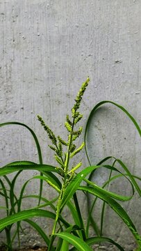 Echinochloa colona, resilient wild grass, against a backdrop of sleek grey walls
