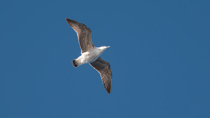 Seagull flying in the blue sky over the mountains of Gokceada island, Turkey, closeup of photo