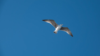 Obraz premium Seagull flying in the blue sky over the mountains of Gokceada island, Turkey, closeup of photo