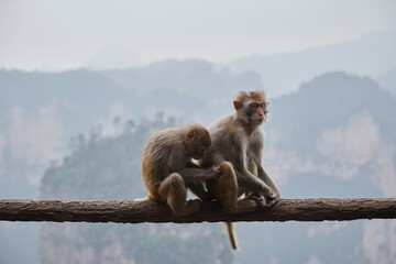 The Huangshi Village area of Zhangjiajie National Forest Park, Hunan, China
