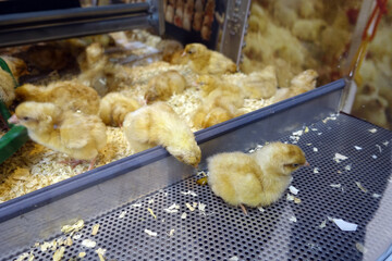 Naissance de poussins © helenedevun