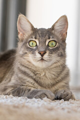 Obraz premium Grey kitten pet sitting and looking at camera indoor